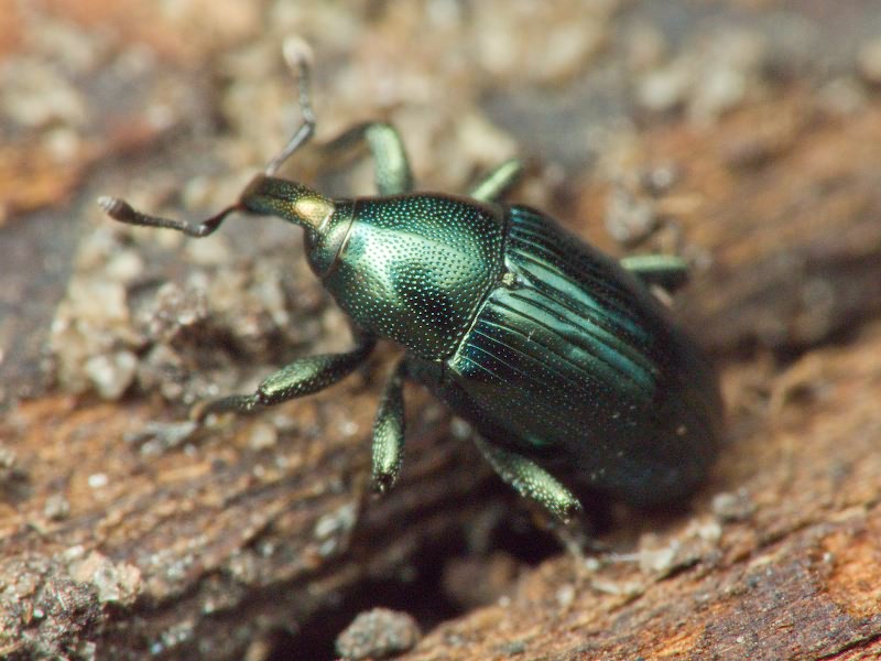 Aulacobaris chlorizans (Germar, 1824)